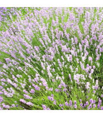 Levandule lékařská růžová SPECIÁL - Lavandula angustifolia - semena levandule - 15 ks