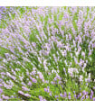 Levandule lékařská růžová SPECIÁL - Lavandula angustifolia - semena levandule - 15 ks