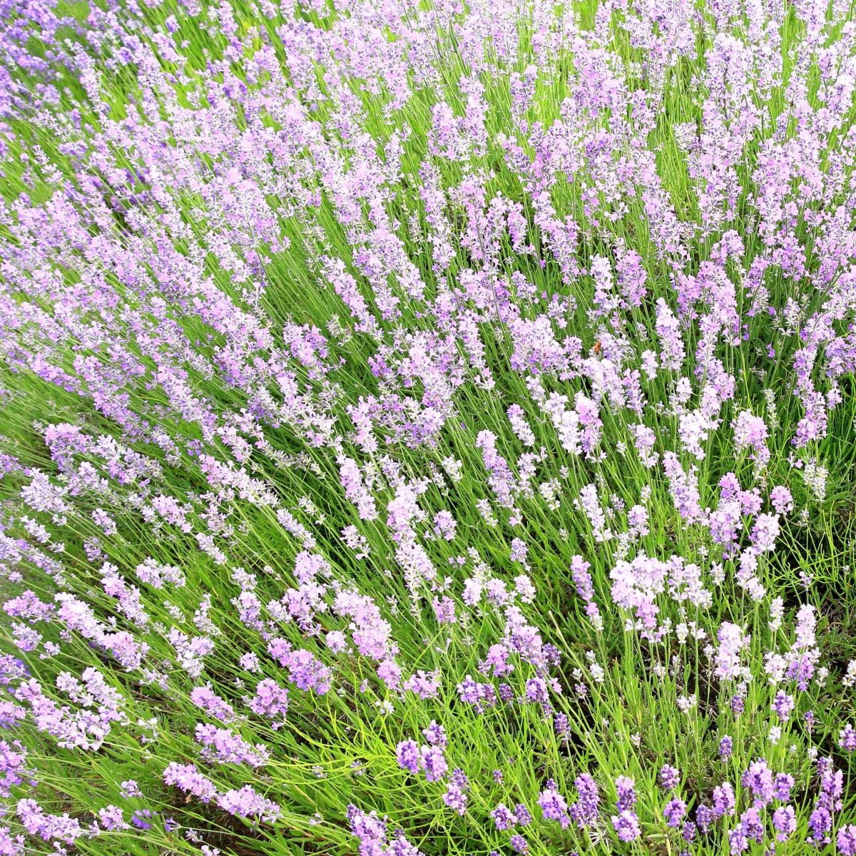 Levandule lékařská růžová SPECIÁL - Lavandula angustifolia - semena levandule - 15 ks
