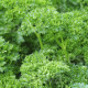 BIO Petržel Mooskrause - Petroselinum Crispum - bio semena petržele - 300 ks