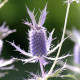 Máčka Leavenworthova Purple Sheen - Eryngium leavenworthii - semena máčky - 10 ks
