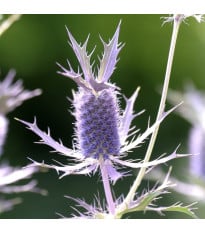 Máčka Leavenworthova Purple Sheen - Eryngium leavenworthii - semena máčky - 10 ks