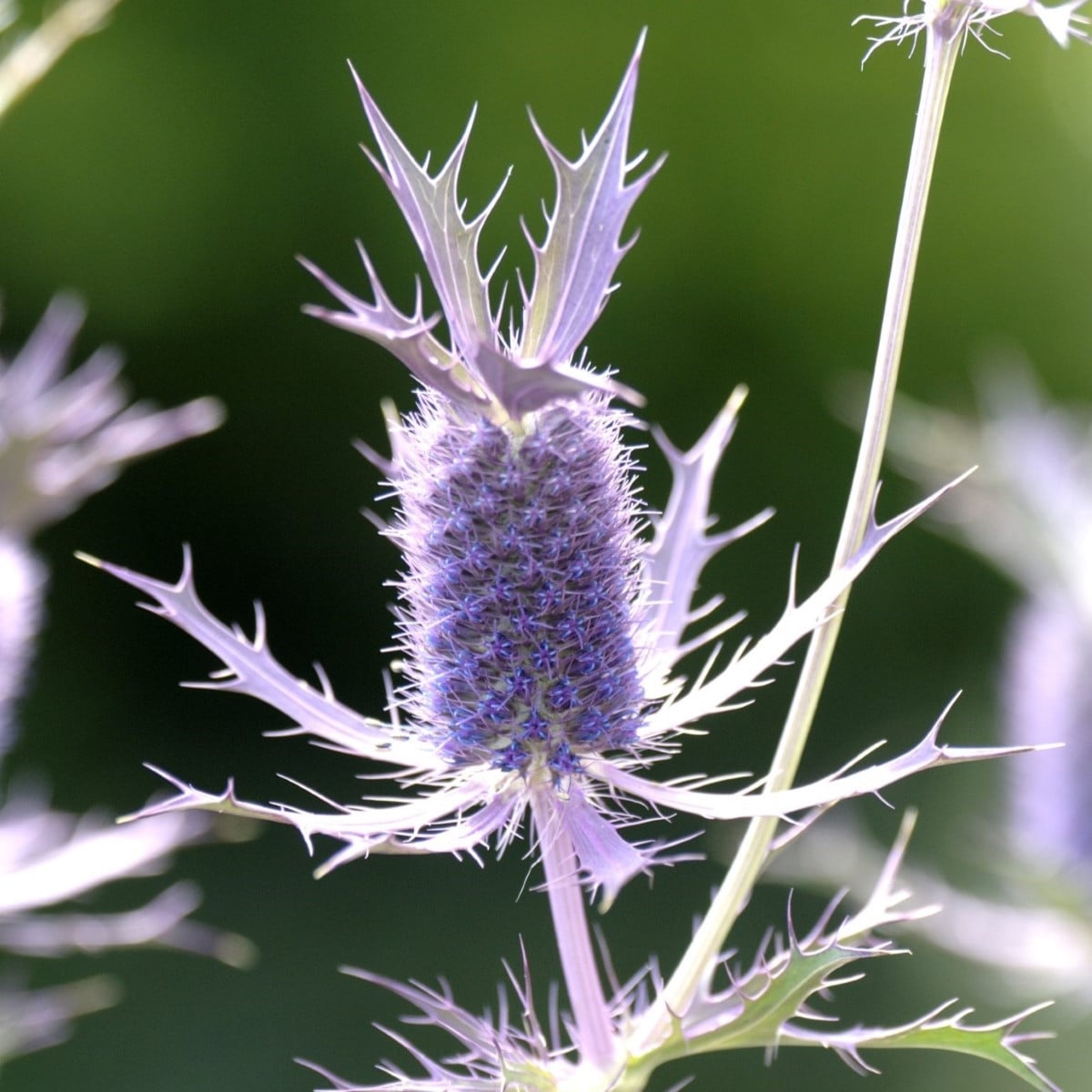 Máčka Leavenworthova Purple Sheen - Eryngium leavenworthii - semena máčky - 10 ks
