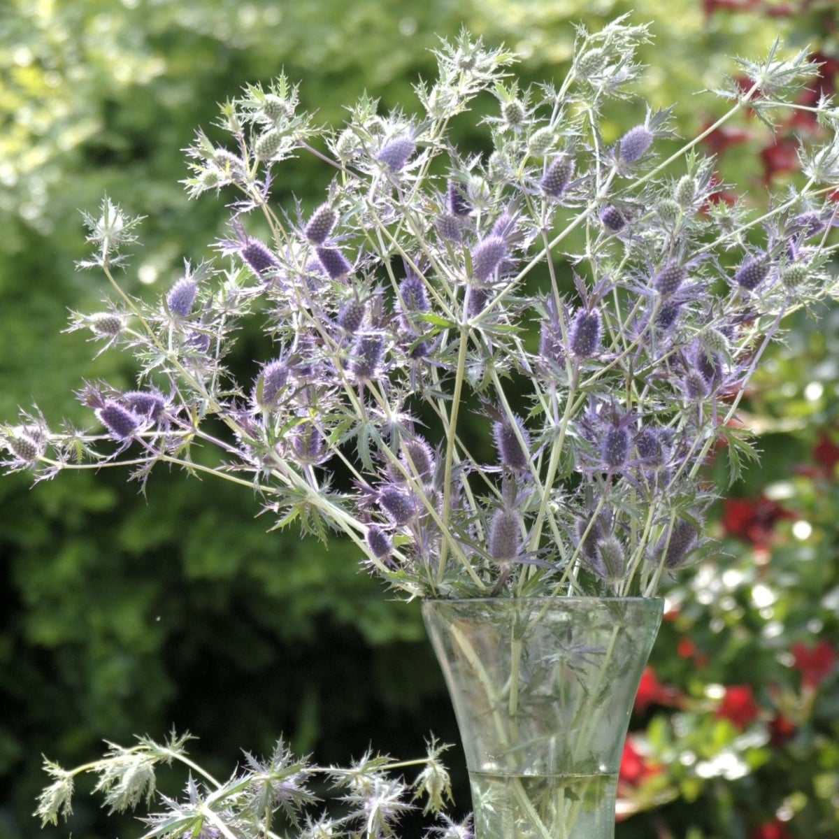 Máčka Leavenworthova Purple Sheen - Eryngium leavenworthii - semena máčky - 10 ks