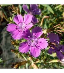 BIO Hvozdík sibiřský - Dianthus amurensis - semena hvozdíku - 50 ks