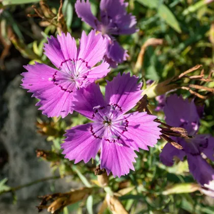 BIO Hvozdík sibiřský - Dianthus amurensis - semena hvozdíku - 50 ks
