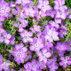 BIO Hvozdík sibiřský - Dianthus amurensis - semena hvozdíku - 50 ks