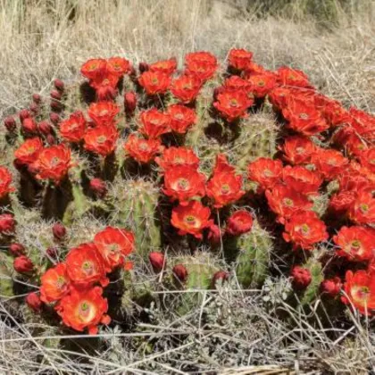 Kaktus šarlatový Golden Rainbow Hedgehog - Echinocereus coccineus - semena kaktusu - 8 ks