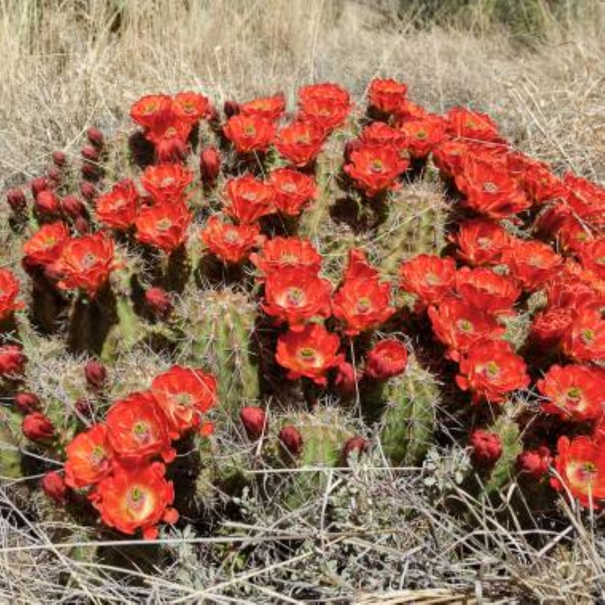 Kaktus šarlatový Golden Rainbow Hedgehog - Echinocereus coccineus - semena kaktusu - 8 ks