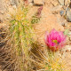 Kaktus Engelmannův Hedgehog - Echinocereus engelmannii - semena kaktusu - 8 ks