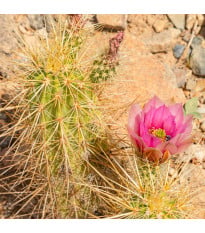 Kaktus Engelmannův Hedgehog - Echinocereus engelmannii - semena kaktusu - 8 ks