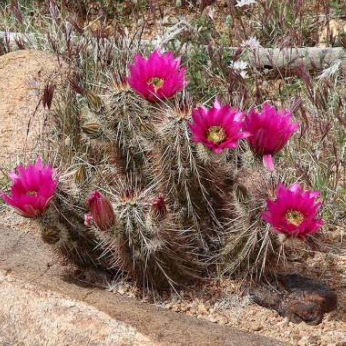 Kaktus Engelmannův Hedgehog - Echinocereus engelmannii - semena kaktusu - 8 ks