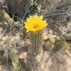 Kaktus Texas Rainbow Hedgehog - Echinocereus dasyacanthus - semena kaktusu - 6 ks