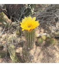 Kaktus Texas Rainbow Hedgehog - Echinocereus dasyacanthus - semena kaktusu - 6 ks