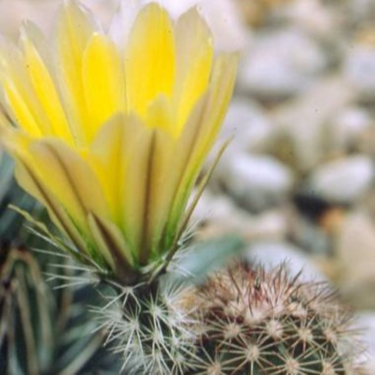Kaktus Texas Rainbow Hedgehog - Echinocereus dasyacanthus - semena kaktusu - 6 ks