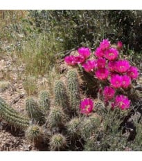 Kaktus Bonkerův - Echinocereus bonkerae - semena kaktusu - 8 ks