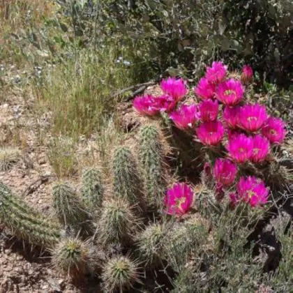 Kaktus Bonkerův - Echinocereus bonkerae - semena kaktusu - 8 ks
