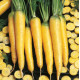 BIO Mrkev Yellowstone - Daucus carota - bio semena mrkve - 200 ks