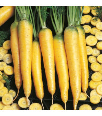 BIO Mrkev Yellowstone - Daucus carota - bio semena mrkve - 200 ks