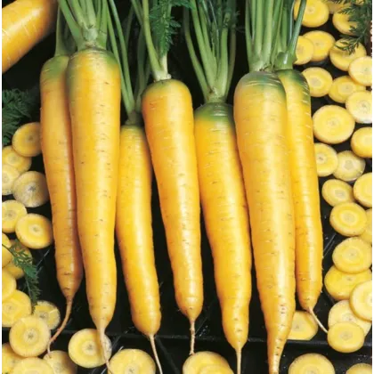 BIO Mrkev Yellowstone - Daucus carota - bio semena mrkve - 200 ks