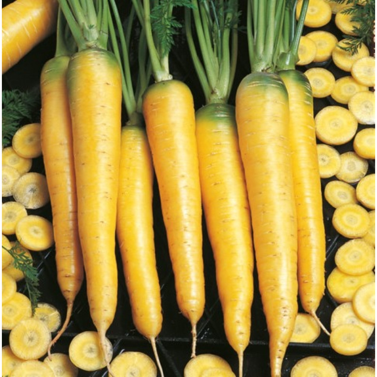 BIO Mrkev Yellowstone - Daucus carota - bio semena mrkve - 200 ks