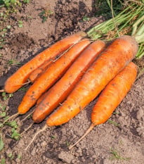 BIO Mrkev Berlicum - Daucus carota - bio semena mrkve - 200 ks