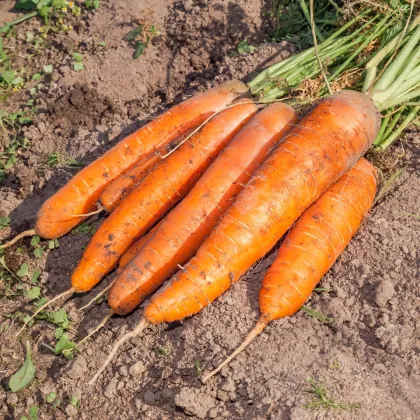 BIO Mrkev Berlicum - Daucus carota - bio semena mrkve - 200 ks
