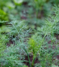 BIO Kopr vonný Tetra - Anethum graveolens - bio semena kopru - 200 ks