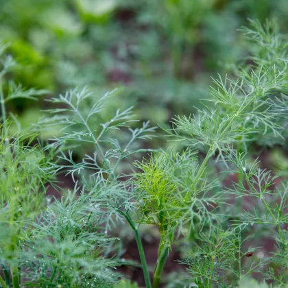 BIO Kopr vonný Tetra - Anethum graveolens - bio semena kopru - 200 ks