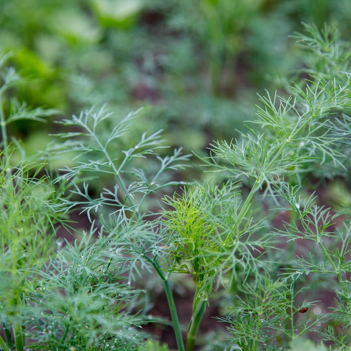BIO Kopr vonný Tetra - Anethum graveolens - bio semena kopru - 200 ks