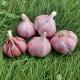 Sadbový česnek Skalka - Allium sativum - paličák - cibule česneku - 1 balení
