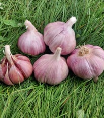 Sadbový česnek Skalka - Allium sativum - paličák - cibule česneku - 1 balení