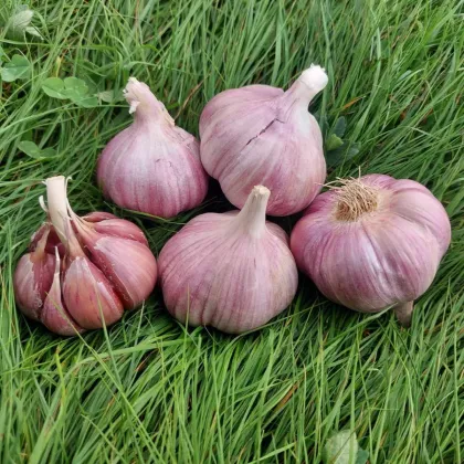 Sadbový česnek Skalka - Allium sativum - paličák - cibule česneku - 1 balení