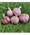 Sadbový česnek Skalka - Allium sativum - paličák - cibule česneku - 1 balení