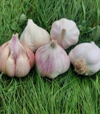 Sadbový česnek Matinka - Allium sativum - nepaličák - cibule česneku - 1 balení