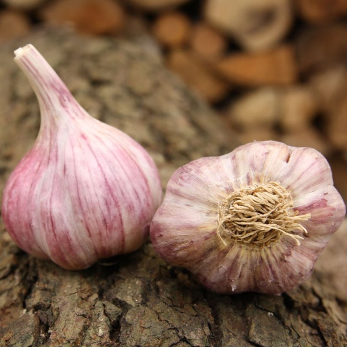 Sadbový česnek Slavin II - Allium sativum - paličák - 1 balení