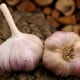 Sadbový česnek Vekan - Allium sativum - paličák - 1 balení