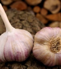 Sadbový česnek Vekan - Allium sativum - paličák - 1 balení