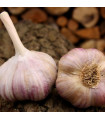 Sadbový česnek Vekan - Allium sativum - paličák - 1 balení