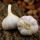 Sadbový česnek Bjetin - Allium sativum - ozimý paličák - cibule česneku - 1 balení
