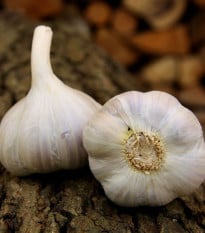 Sadbový česnek Bjetin - Allium sativum - ozimý paličák - cibule česneku - 1 balení