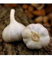 Sadbový česnek Bjetin - Allium sativum - ozimý paličák - cibule česneku - 1 balení
