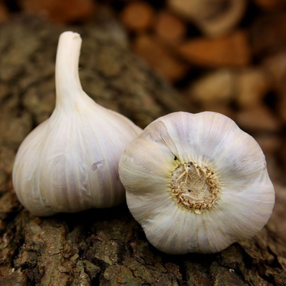 Sadbový česnek Bjetin - Allium sativum - ozimý paličák - cibule česneku - 1 balení