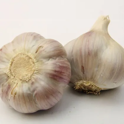 Sadbový česnek Bjetin - Allium sativum - ozimý paličák - cibule česneku - 1 balení