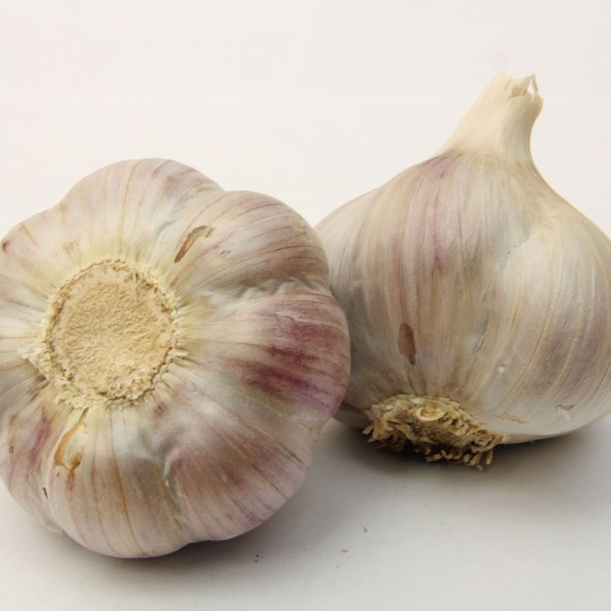 Sadbový česnek Bjetin - Allium sativum - ozimý paličák - cibule česneku - 1 balení