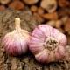 Sadbový česnek Havran - Allium sativum - ozimý paličák - 1 balení