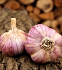 Sadbový česnek Havran - Allium sativum - ozimý paličák - 1 balení