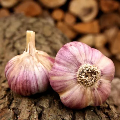 Sadbový česnek Havran - Allium sativum - ozimý paličák - 1 balení
