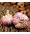 Sadbový česnek Havran - Allium sativum - ozimý paličák - 1 balení
