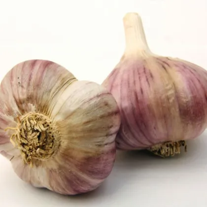 Sadbový česnek Havran - Allium sativum - ozimý paličák - 1 balení